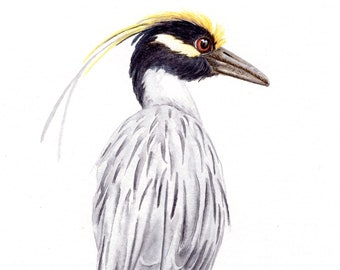 Yellow-Crowned Night Heron - Fine Art Print - Coastal Bird Watercolor
