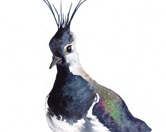 Northern Lapwing - Fine Art Print - National Bird of Ireland Watercolor