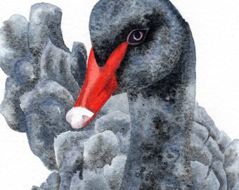 Black Swan - Fine Art Print - Swan Watercolor