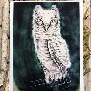 The Owlet - Fine Art Print - Owl Wall Art