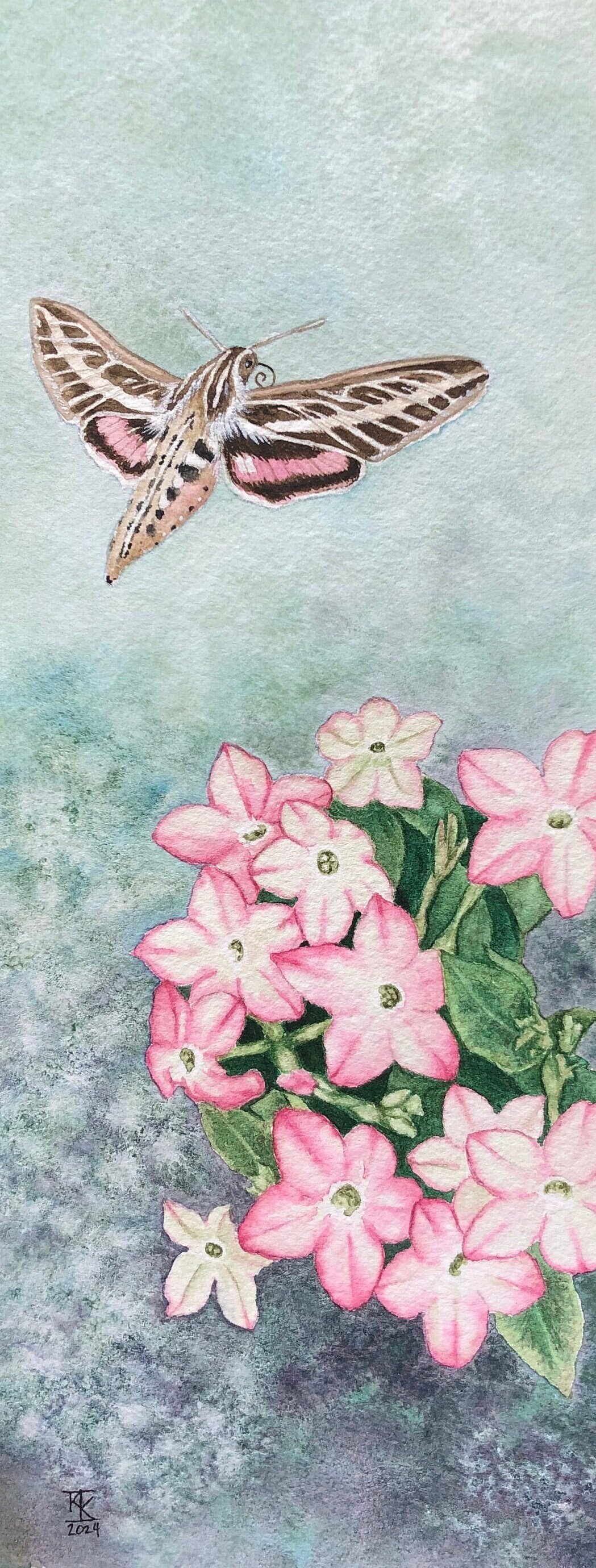 Sphinx Moth in the Nicotania - Original Watercolor Painting - Garden Art, Moths and Flowers, Hummingbird Moth