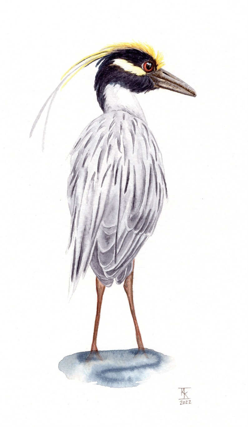 Coastal Reverie: The Yellow-Crowned Night Heron Fine Art Print Coastal Bird Watercolor image 1