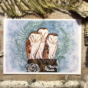 Barn Owls Three - Fine Art Print - Owl Wall Art
