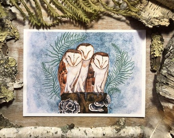 Barn Owls Three - Fine Art Print - Owl Wall Art