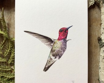 Colibri d’Anna - Tirage d’art - Colibri rose et vert
