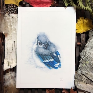 May include: Watercolor painting of a blue jay chick with a white background. The chick is facing the viewer with its head tilted to the side. The painting is signed with the initials "KC" and the year "2022".