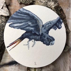 Radiant Flight: The Red-Tailed Black Cockatoo - Original Framed Watercolor - Australian Bird Art