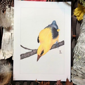 Oriole doré - Aquarelle - Impression Oiseau Jaune