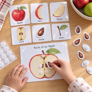 May include: An educational activity set titled Parts of an Apple featuring laminated cards with illustrations of an apple, skin, flesh, core, seeds, and a stem. The set includes a main board with velcro dots for attaching seed cutouts.