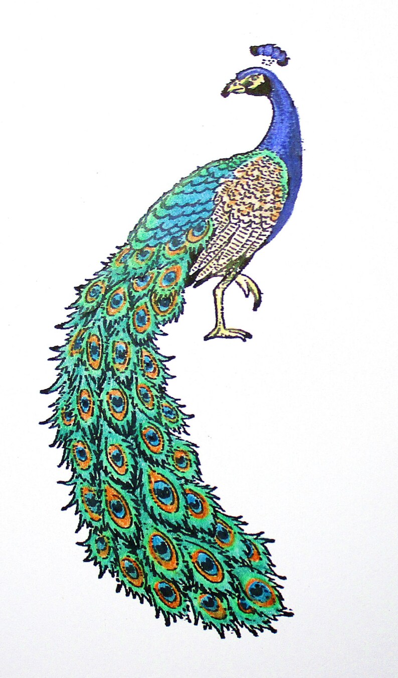 Peacock Card Add a Greeting or Leave Blank Etsy