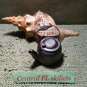 May include: A small, dark gray teapot with a curved spout and a handle, positioned in front of a large, tan seashell. The teapot is on a textured, light green surface. The text "Central FL skillets" is on a green label.