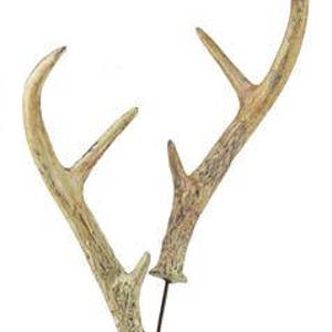 DEER ANTLER SPRAY - Deer Horns - Deer Antlers - Deer Picks - MZ2138 1 Pick equals a pair of antlers.