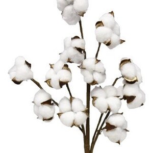Natural Cotton Floral Spray - 18.5"L