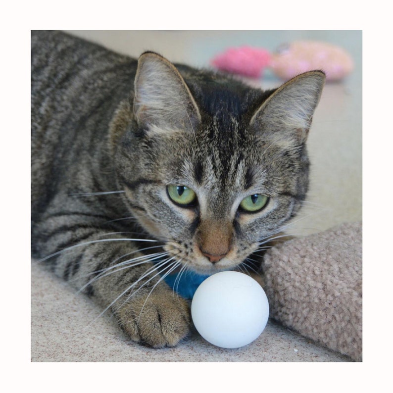 Wiggly Pong Cat Toy Ball Unique Cat Toy Gift for Cat Etsy