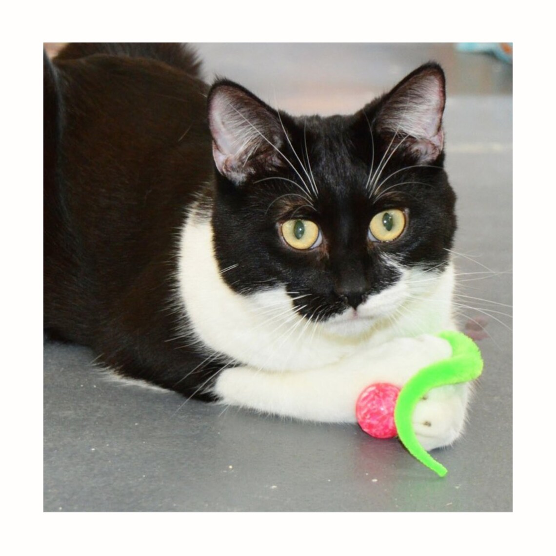 Super Bouncy Wiggly Ball Cat Toy With Wiggly Tail Fun Cat Etsy