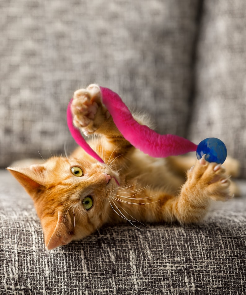 Super Bouncy Wiggly Ball Cat Toy With Wiggly Tail Fun Cat Etsy