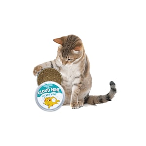 May include: A tabby cat is sniffing a round, blue and green tin with the text "Cloud Nine Silver Vine" and a cartoon cat on it. The tin is filled with dried silver vine.
