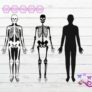 May include: Three black silhouette images on a white woodgrain background. The images are of a human skeleton, a human skeleton with only bones, and a human silhouette. The text "SVG PDF PNG EPS DXF" is at the top of the image.