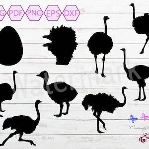 Ostrich SVG Clipart, Bird Images, Ostrich Egg, Baby Zoo Animal, Running Ostrich, Flightless Birds, Birds of Africa, Digital Download