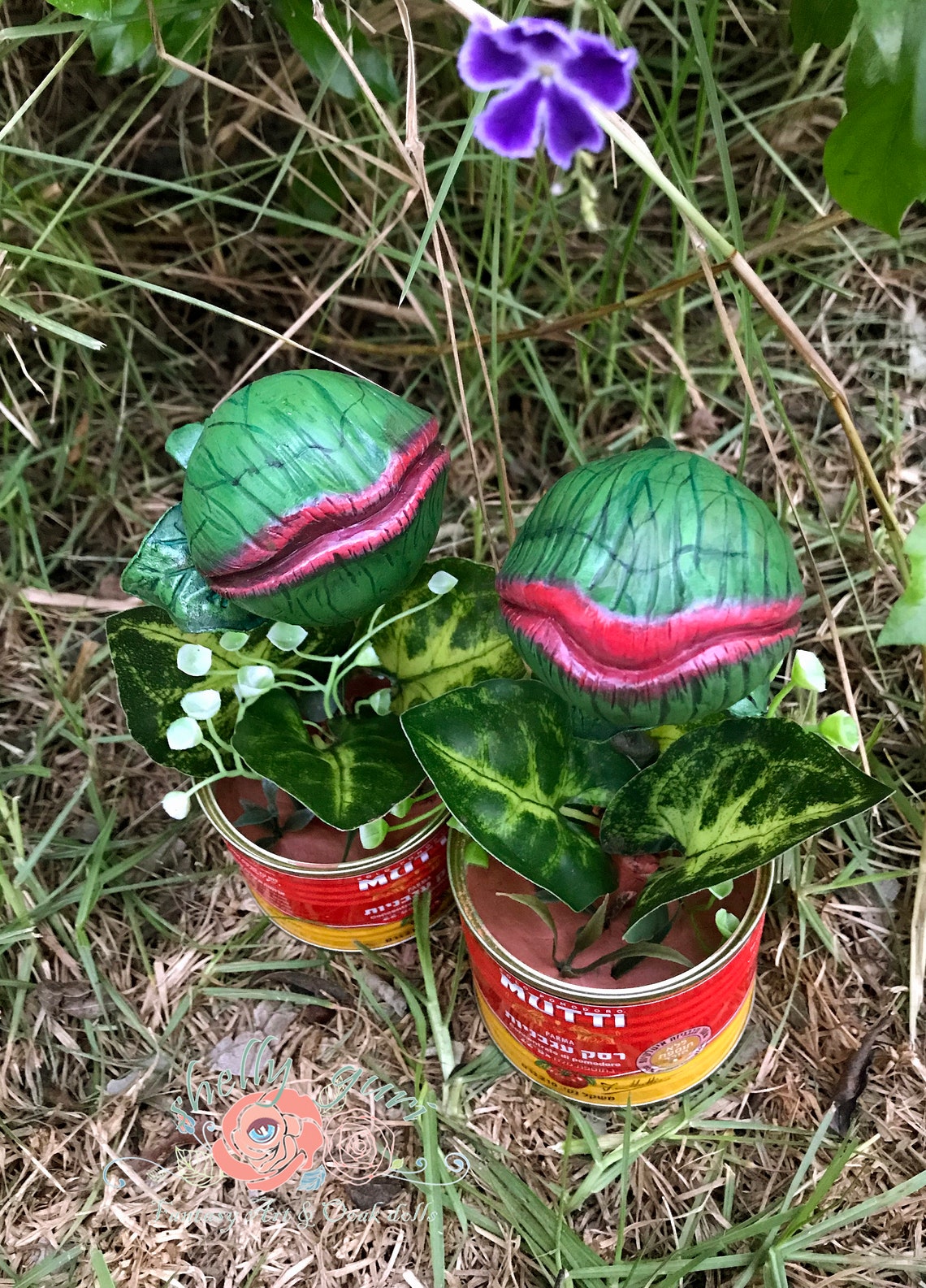 Sweet carnivorous plants with closed mouth Sold as units