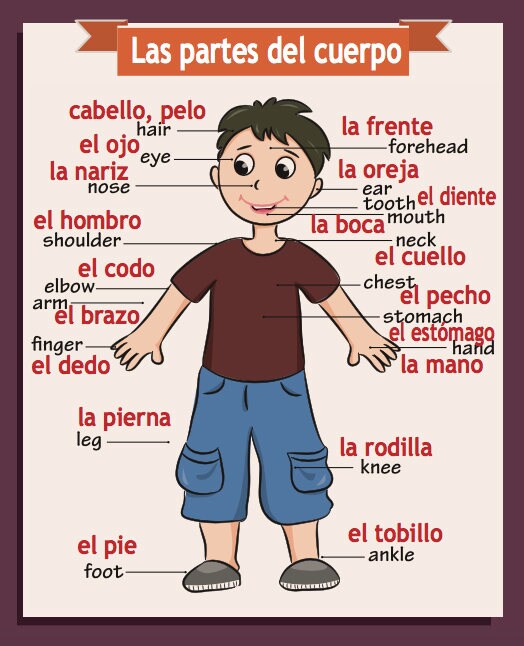 Spanish/english Classroom Poster Body Parts Etsy