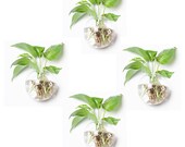 SALE Set of 4 wall bubble terrariums wall hanging planter indoor wall mounted vase for living home decor DIY plants garden supply
