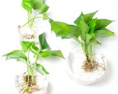 SALE 3PCS Set Discoid Wall Bowl Glass Wall Mounted Vase for Green Plant Planters Indoor Wall Decor Unique Gift for Friends