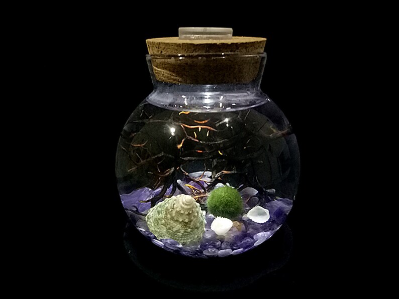 4.3 Round Glass Jar with Cork Living Moss Ball and Shells Aquarium Gravels LED Aquarium Kit