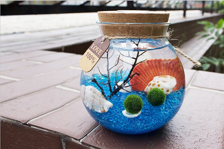 Marimo Terrarium kit with moss ball/blue glass gravel/sea Etsy
