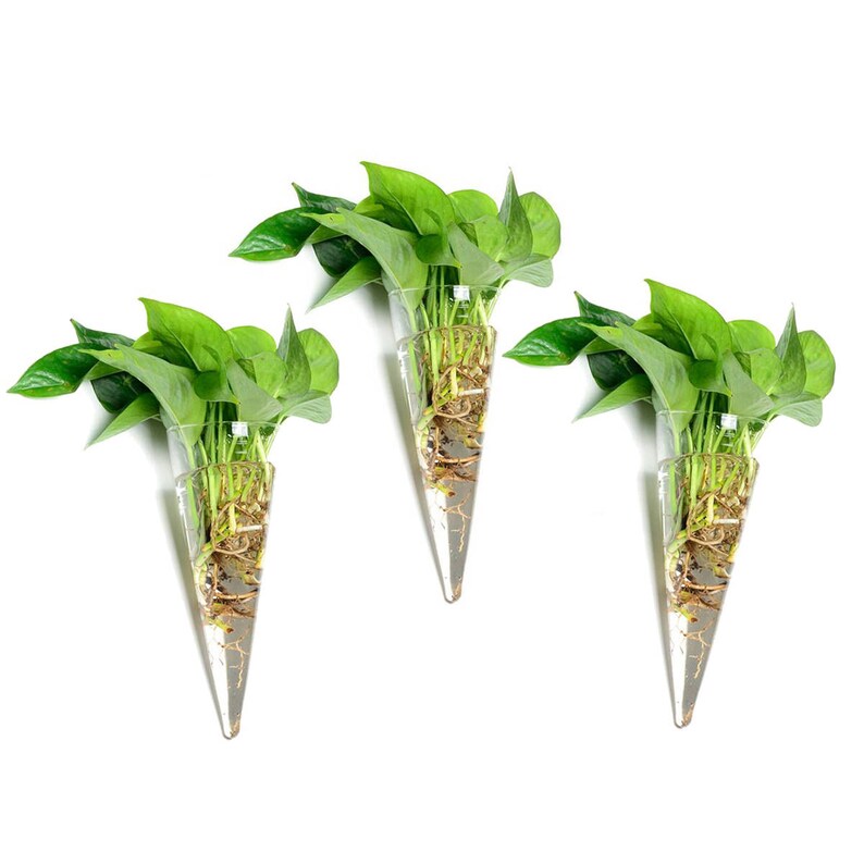 Pack Of 3 Cone Shape Clear Glass Wall Flower Vase For Indoor Image 0