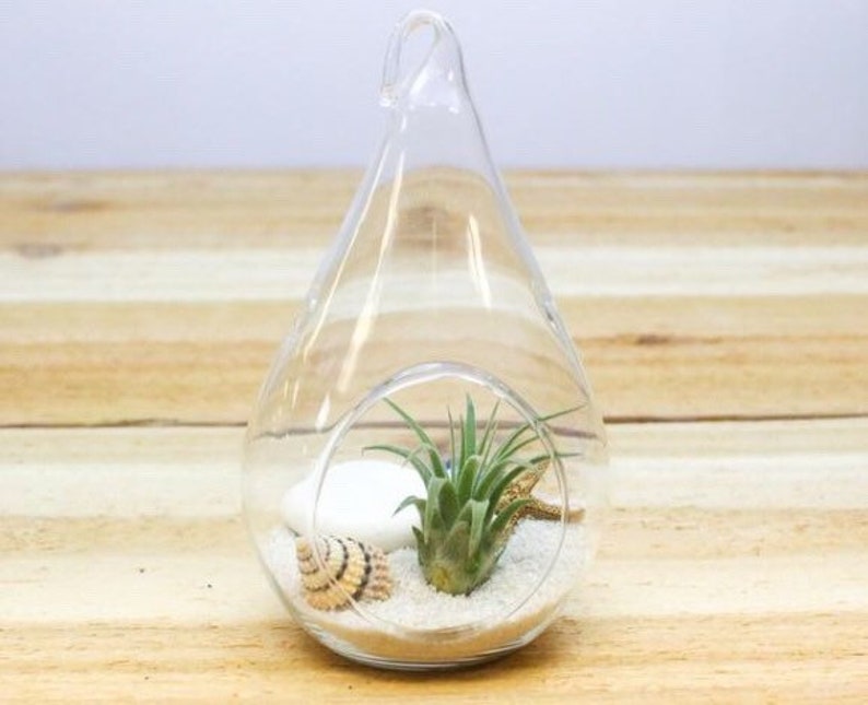Air Plant Terrarium Beach Glass Diy With Birthday Gift Desk Warming