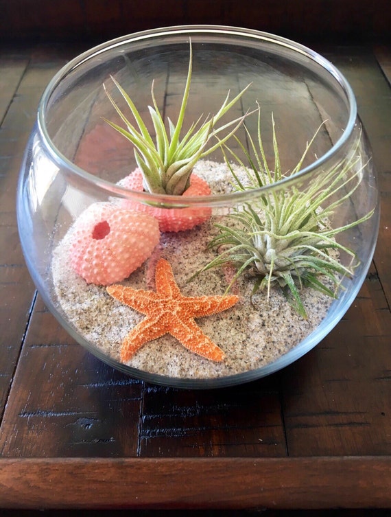 Air Plant Terrarium Glass Terrarium Beach Terrarium Etsy
