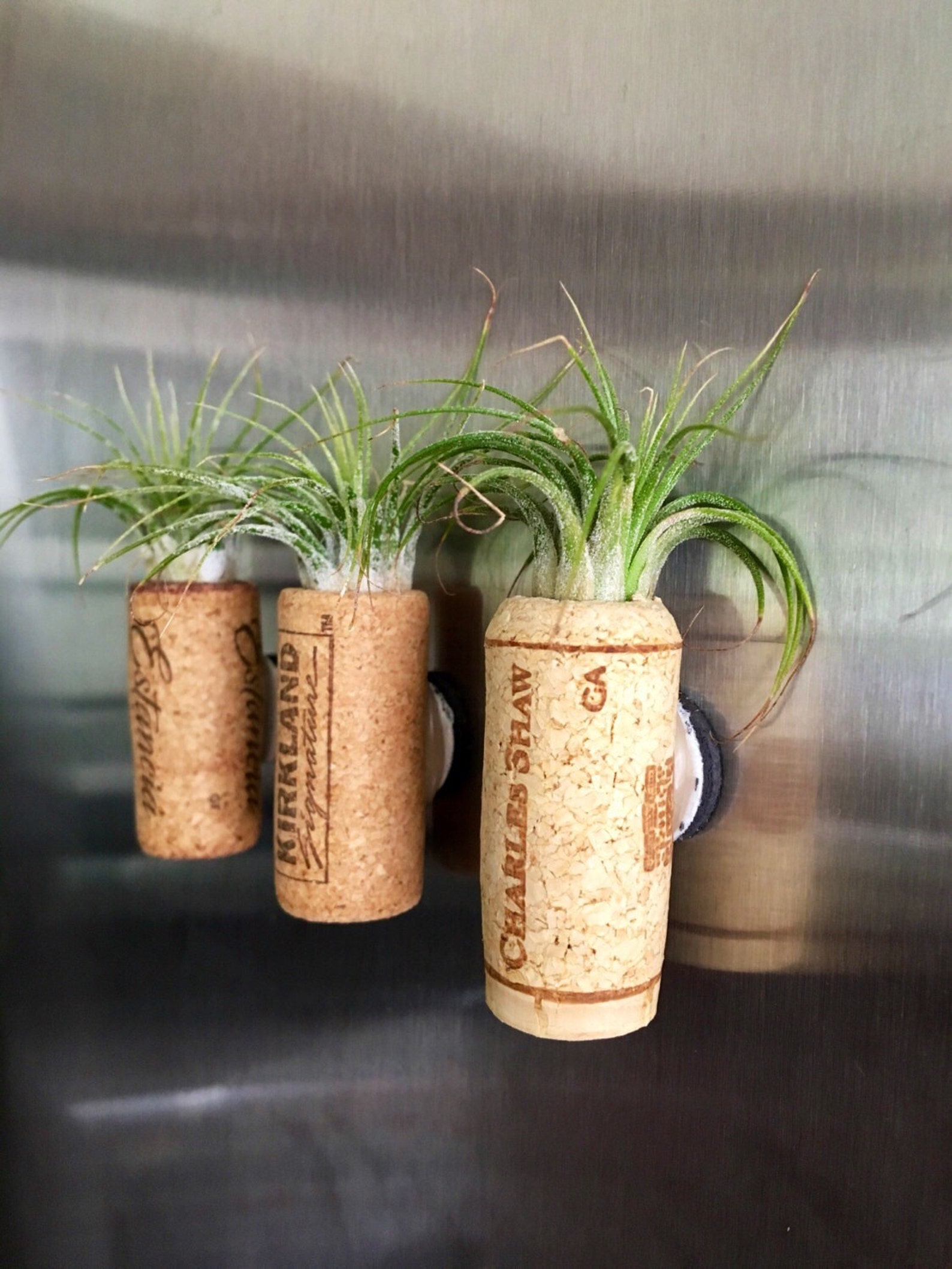 Air Plant Cork Magents 3 Ionantha Air Plants in Wine Cork Etsy
