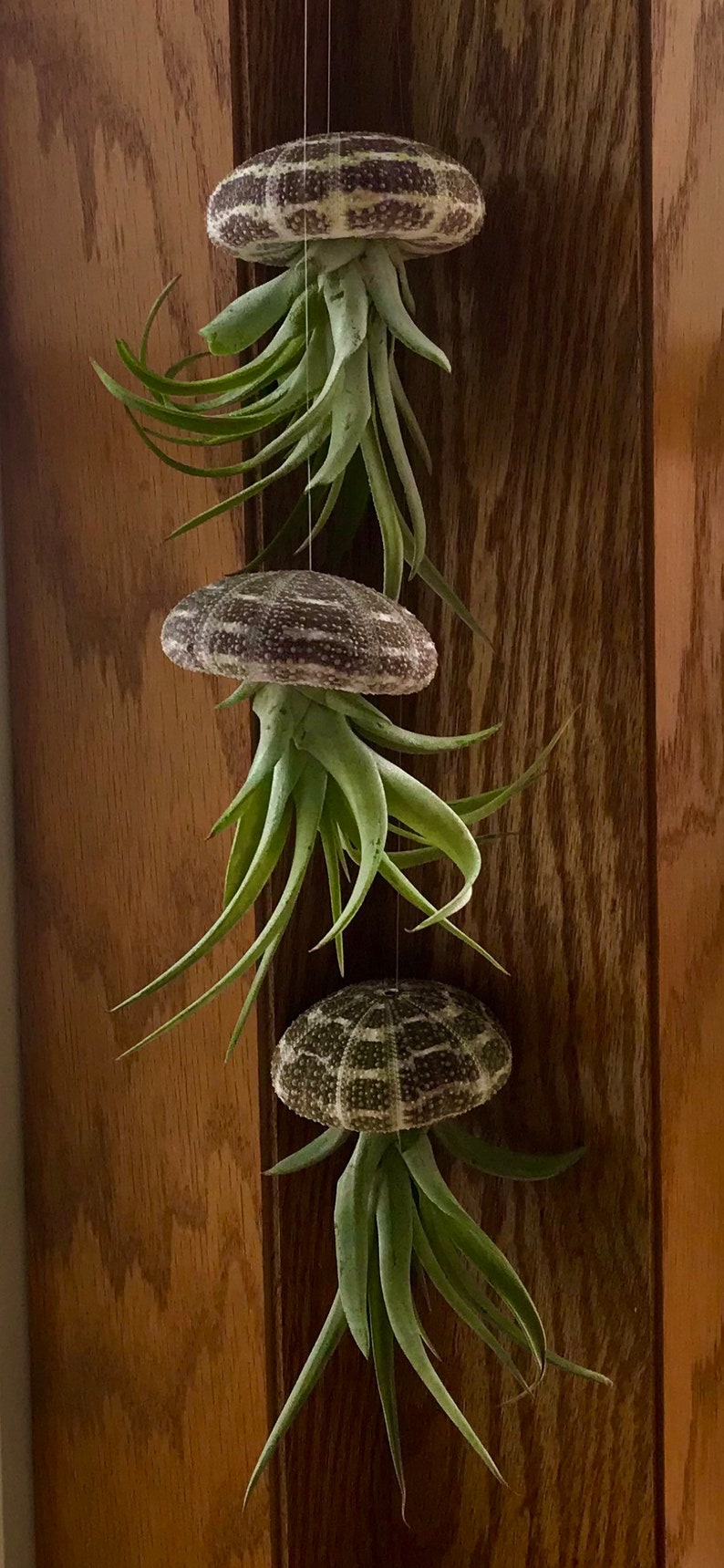 Hanging Jellyfish Air Plants Wedding Gift Birthday Gift Etsy