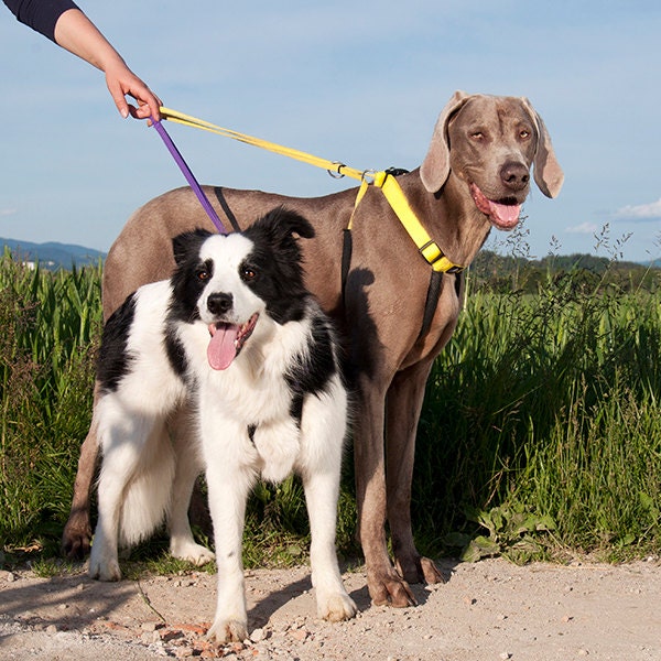 NON-PULL training dog harness