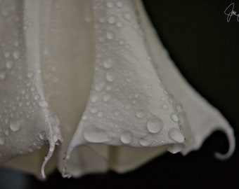 May include: A white flower petal with water droplets on it. The petal is curled up at the edges and has a soft, delicate texture.