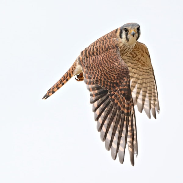 American Kestrel Photo Print Unique Wall Art for the Bird/Nature Lover