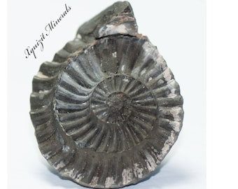 Ammonite Pleuroceras Spinatum Russia (36)