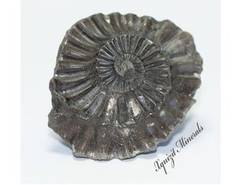 Ammonite Pleuroceras Spinatum Russia (36)