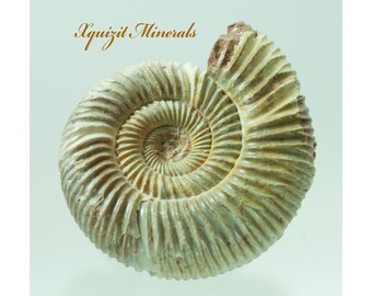 Ammonite, Perisphinctes, Jurassic Period, Morocco (52)