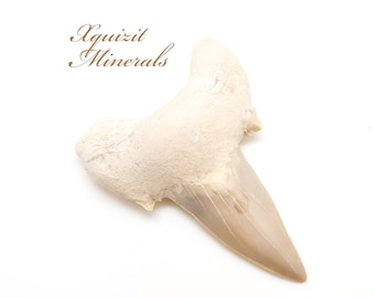 Mackerel Shark Tooth, Otodus Obliquus, Khouribga, Morocco (46)