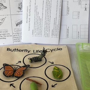 May include: A beige felt board with a black outline of a circle and arrows. The circle contains a green caterpillar, a green chrysalis, a brown and black butterfly, and a green leaf with yellow caterpillars. The text "Butterfly Life Cycle" is printed at the top of the board.
