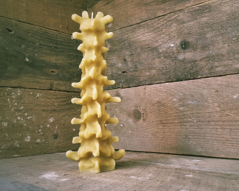 Pu&ograve; includere: Una candela alta di cera d'api gialla a forma di colonna vertebrale. La candela &egrave; su una superficie di legno.