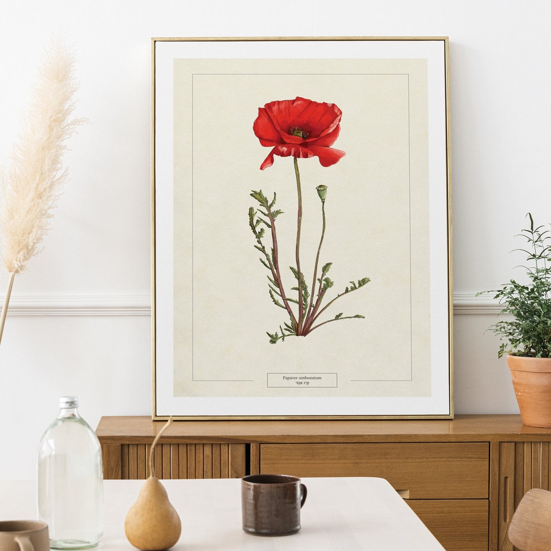 Papaver Umbonatum Semitic Poppy Floral Wall Print - Gallery Home Decor ...