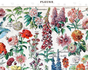 Robert FURBER 12 Months Of Flowers AUGUST Antique Botanical | Etsy