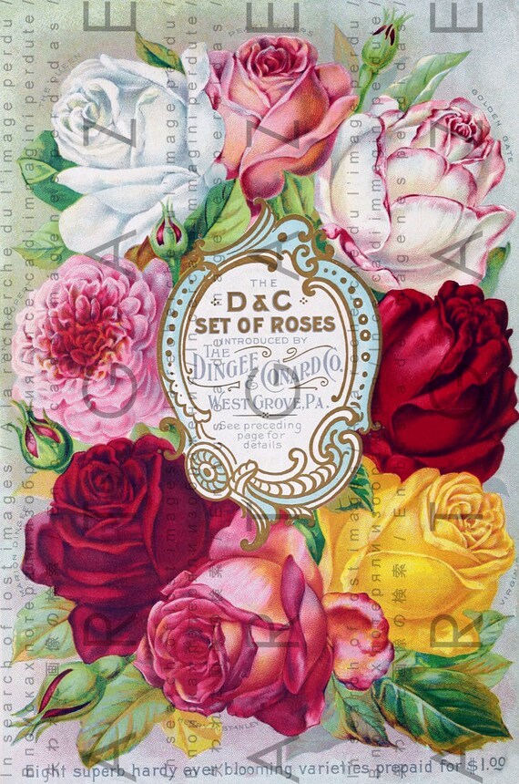 Striking Victorian Roses Print English Roses Vintage Etsy