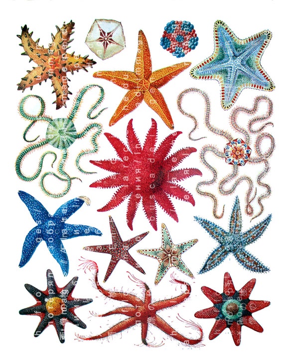 Scrapbooking vintage posters marine life art journal stickers clipart