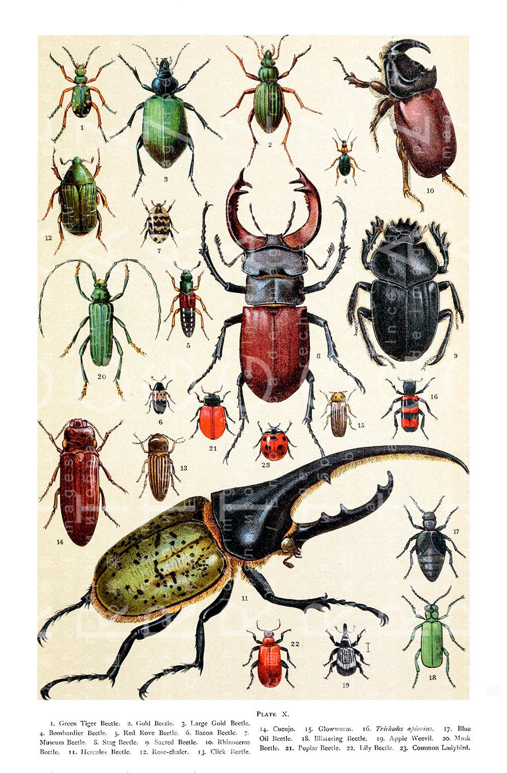 Insects Antique Chart BEETLES Vintage French Enciclopedia | Etsy