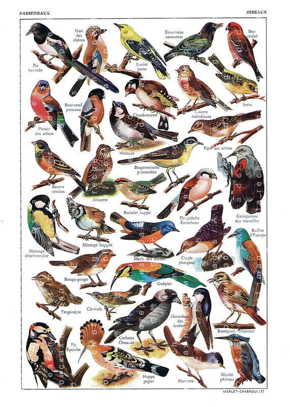 Printable Birds Chart Ubicaciondepersonas cdmx gob mx printable-birds-chart-ubicaciondepersonas-cdmx-gob-mx