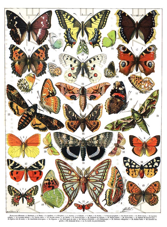 Butterfly Chart